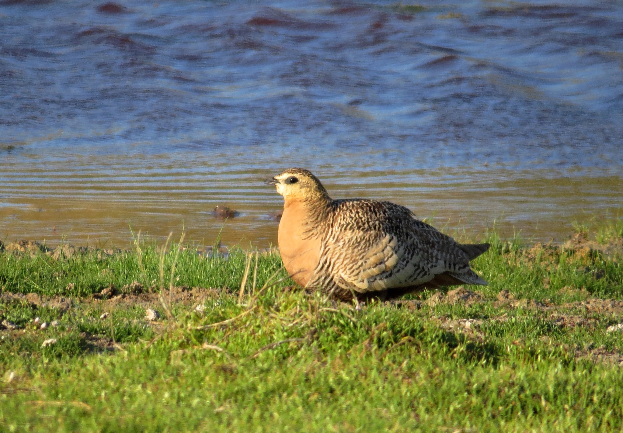 Madagascar Sandgrouse (Pterocles personatus), photo 7