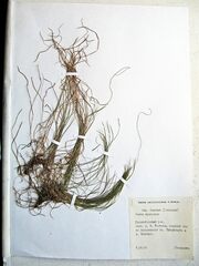 Carex callitrichos