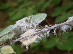 Prociphilus xylostei