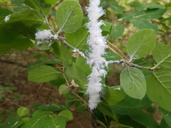 Prociphilus xylostei