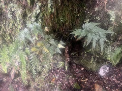 Asplenium lyallii