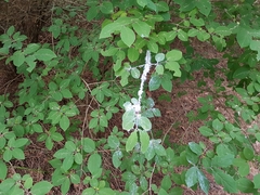 Prociphilus xylostei