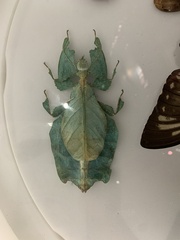 Pulchriphyllium giganteum