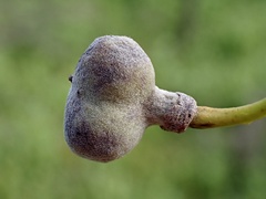 Alectryon oleifolius canescens