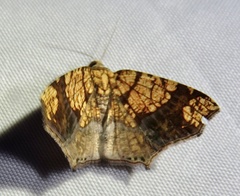 Nematocampa completa