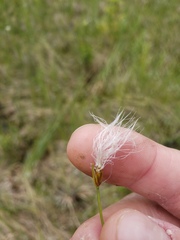 Trichophorum alpinum