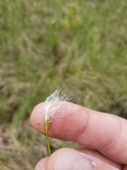 Trichophorum alpinum