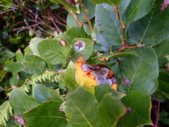 Cameraria gaultheriella