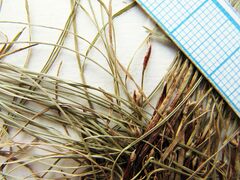 Carex callitrichos