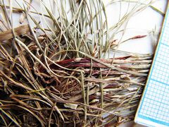 Carex callitrichos