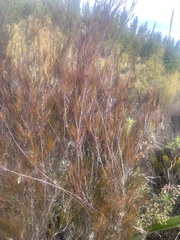 Dracophyllum subulatum