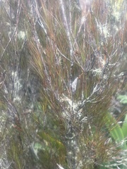 Dracophyllum subulatum