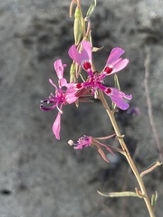 Clarkia xantiana