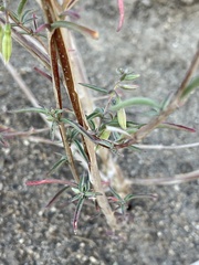 Clarkia xantiana