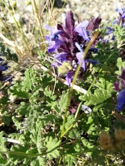 Dracocephalum pinnatum