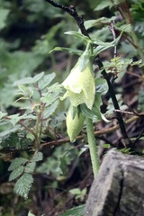 Megacodon stylophorus