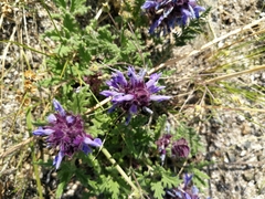 Dracocephalum pinnatum