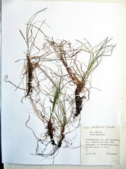 Carex callitrichos