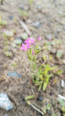 Centaurium pulchellum