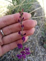 Oxytropis coerulea