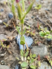 Centaurium pulchellum