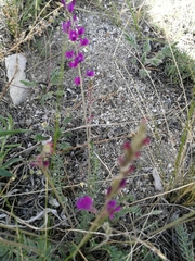 Oxytropis coerulea