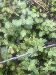 Gonocarpus aggregatus