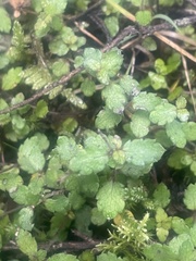 Gonocarpus aggregatus