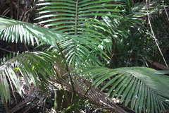 Telmatoblechnum indicum