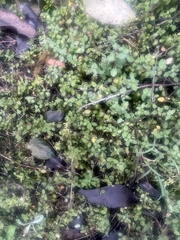 Gonocarpus aggregatus