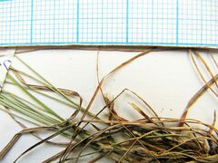 Carex callitrichos