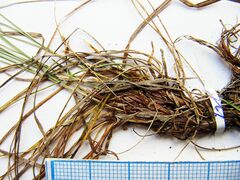 Carex callitrichos