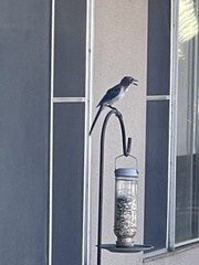 Aphelocoma californica