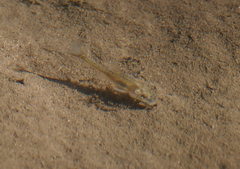 Catostomus insignis