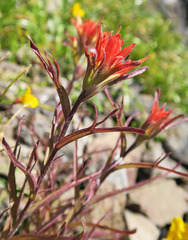 Castilleja applegatei pinetorum