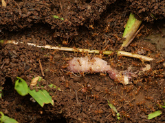 Pseudolasius breviceps