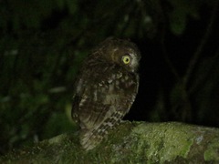 Otus rutilus rutilus
