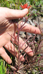 Castilleja applegatei pinetorum