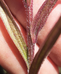 Castilleja applegatei pinetorum