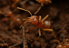 Pseudolasius breviceps