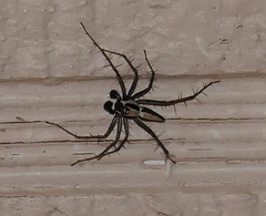 Oxyopes tridens