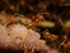 Pseudolasius breviceps