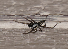 Oxyopes tridens