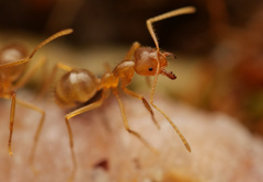 Pseudolasius breviceps