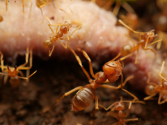 Pseudolasius breviceps