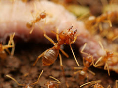 Pseudolasius breviceps