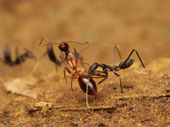 Leptomyrmex flavitarsus