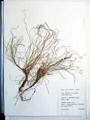 Carex callitrichos