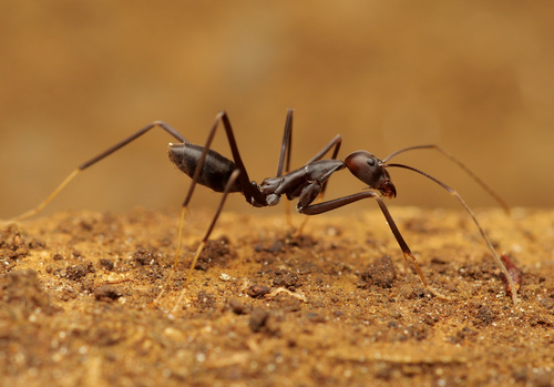 Leptomyrmex flavitarsusLeptomyrmex flavitarsus