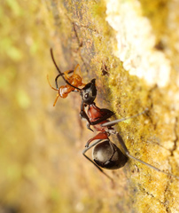 Polyrhachis bihamata